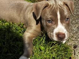 Suga The Pure blue nose pit – Atlanta