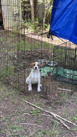 Australian Cattle Dog – selling dog and all her stuff