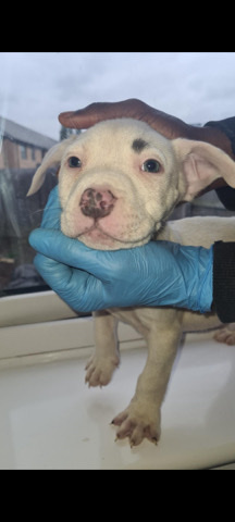 American Pit Bull Terrier – pit bulls terrier