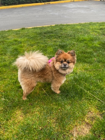 Pomeranian – Pomeranian dog