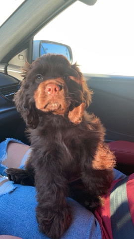 cocker spaniel