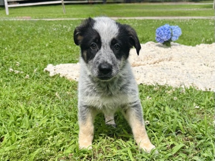 German Shepherd – Snoopy – Starr