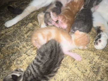 calico 3 week old cats – Pompano Beach