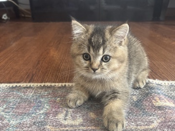 Scottish Straight Kitten- looking for his forever 