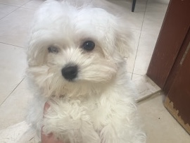 Maltese - Dog Mini Maltese  available for adoption in Dubai