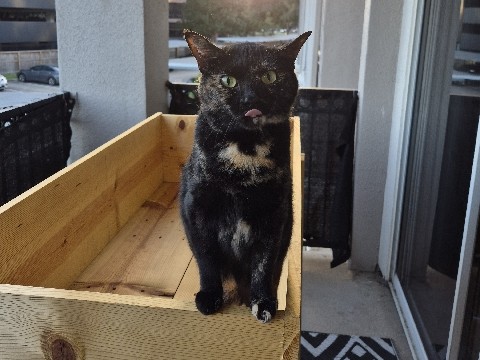American Shorthair – Loving Cat looking for loving home – Houston