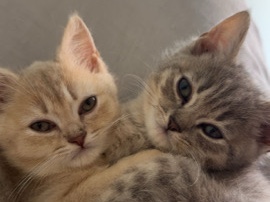 British Shorthair – Süße Kitten suchen ein liebevolles Zuhause – Frankfurt