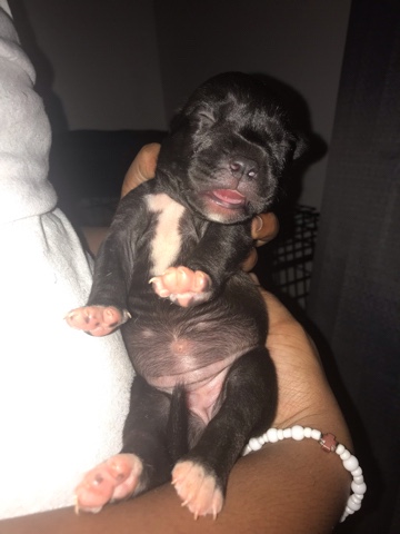 American Pit Bull Terrier – female