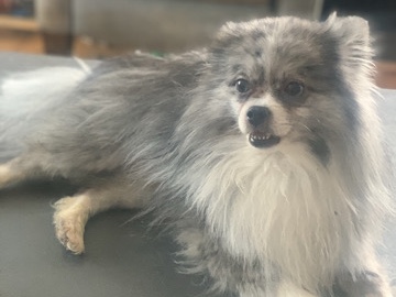 Pomeranian – 4 yrs old Pomeranian Sweet But Marks Loves Kids – Columbus