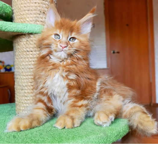 Maine Coon – PureBred Maine (C)oon Kitten (4Months old)