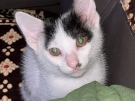Asian – cat adopt – Pune