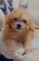 Poodle – dog sell