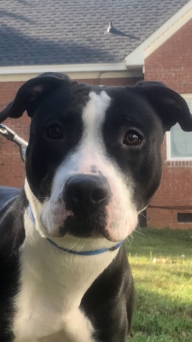 Boxer – Family Friendly Pet
