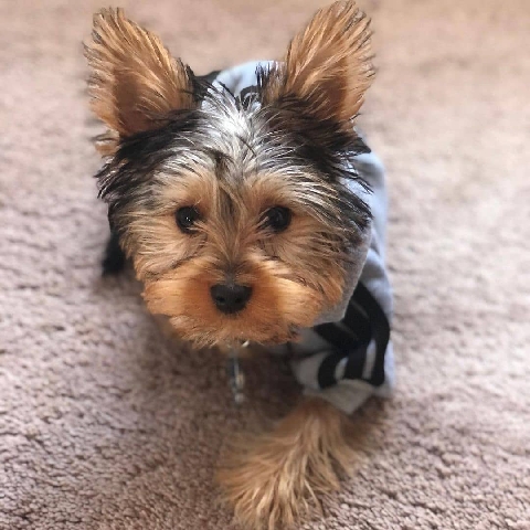Yorkshire Terrier – loveable Yorkies puppies for sale