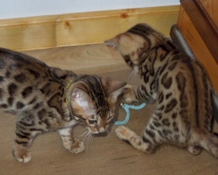 Bengal – Bengal Kittens need a home