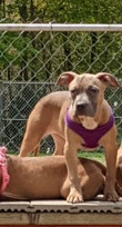 American Pit Bull Terrier – puppy pitbull