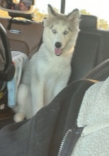Siberian Husky – River