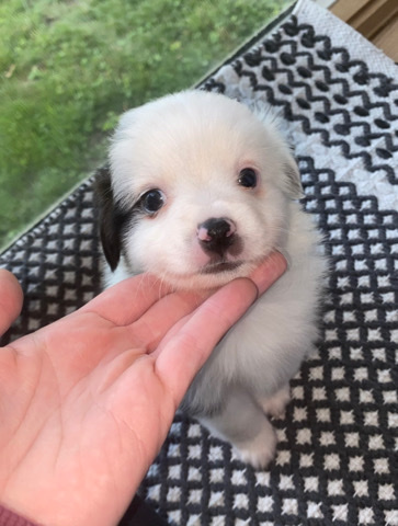 Miniature Australian Shepherd – mini aussie