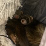 ferret – Winter and Ella
