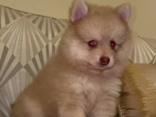 Pomeranian – كلب بومرينين – دبي