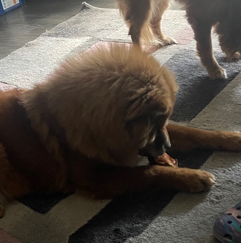 Chow Chow – Red ChowChow (Houston Tx)