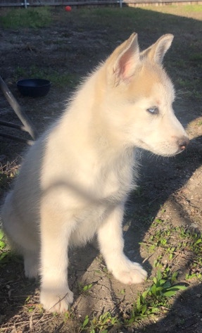 Siberian Husky – Siberian Husky