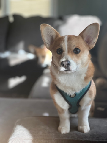 Pembroke Welsh Corgi – 10 month old Corgi