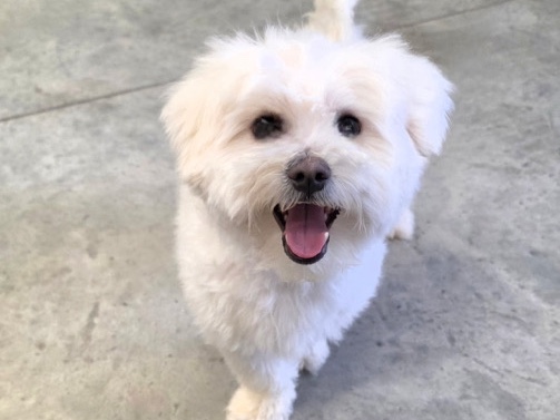 Maltipoo – milo, male maltipoo puppy – Kennewick