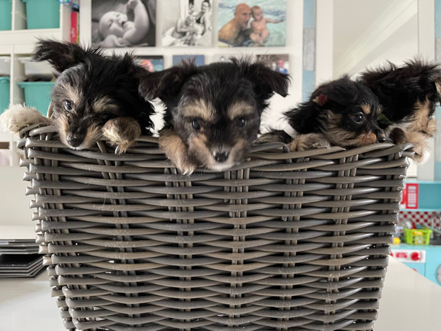 Maltese – Malshi