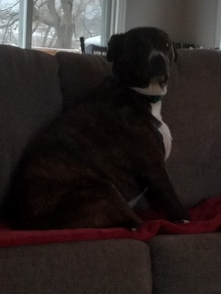 Bulldog – need home