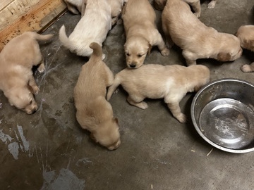 Golden Retriever - Golden Retrievers for sale available for adoption in Stockton
