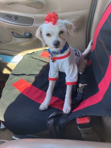 *Rehoming Puppy Chihuahua* serious inquiries only