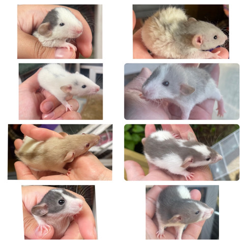 Any – Adorable Baby Rats available NOW!