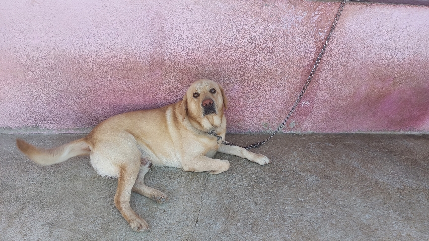 Labrador Retriever – Labrador dog for sell
