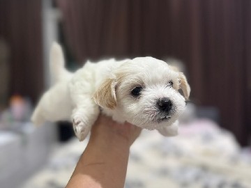 Havanese – Havapom – Dubai