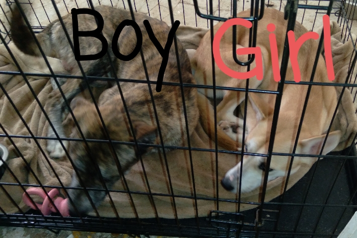 Siberian Husky – Need to rehome these two brother and sister asap.
