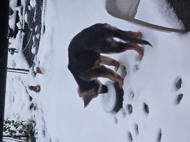 German Shepherd – German shepard