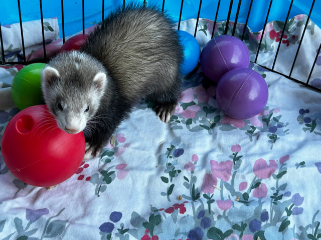 ferret – ferret kits