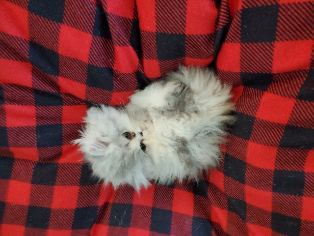 Persian (Traditional) – Persian Kittens