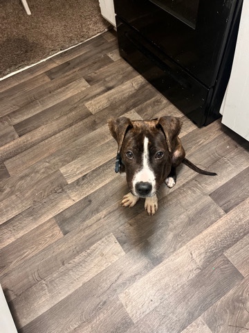 American Pit Bull Terrier – American pit for sell
