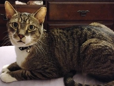 Cat looking for a good home – Jacksonville