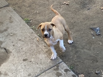 Perro de Presa Canario – name your price – Harrisburg