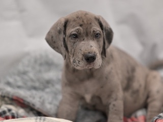 Great Dane – Great Dane Male Puppy – Denmark
