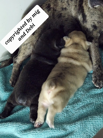 French Bulldog – 75%french bulldog and 25%pug puppies