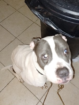 American Pit Bull Terrier – Snoop Rehome