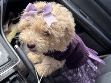 Poodle - Maltipoo/Maltese poodle  available for adoption in Charlotte