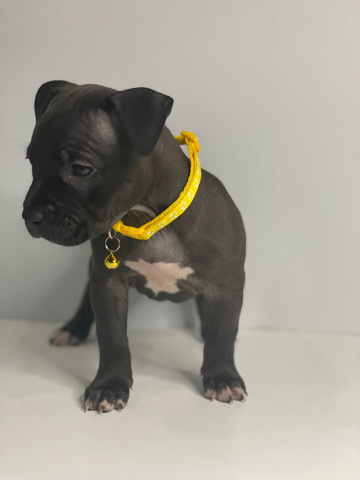 American bully xl