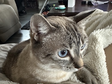 Siamese - Free to good home available for adoption in Phoenix