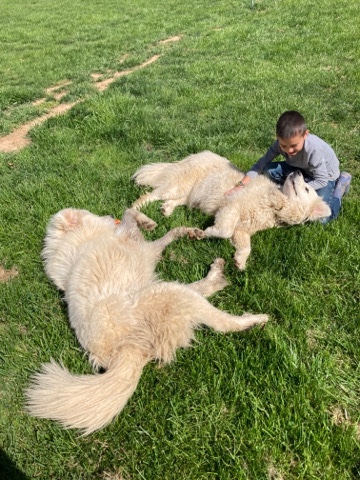Great Pyrenees – 100% Great Pyrenees Certified Breeding Set