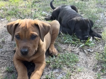 Rottweiler – Rottweiler+Doberman/pit mix – Punta Gorda